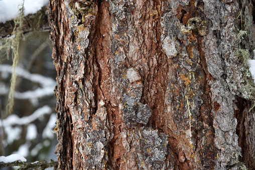 Swiss pine tree trunk(Pinus cembra) close-up above Arosa in the canton of graubuenden. The mature size is typically between 25-35 metres.  The species is long-lasting and can reach an age between 500 and 1000 years. The image was captured during winter season.