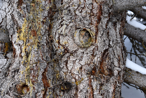 Swiss pine tree trunk(Pinus cembra) close-up above Arosa in the canton of graubuenden. The mature size is typically between 25-35 metres.  The species is long-lasting and can reach an age between 500 and 1000 years. The image was captured during winter season.