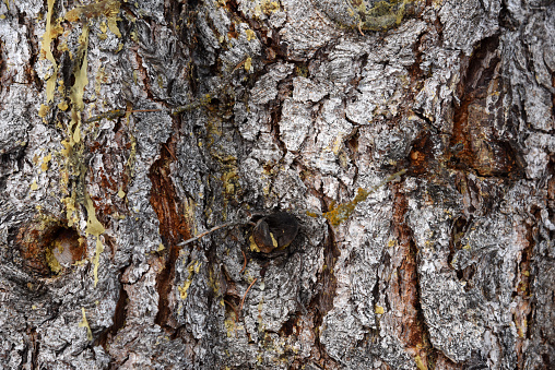 Swiss pine tree trunk(Pinus cembra) close-up above Arosa in the canton of graubuenden. The mature size is typically between 25-35 metres.  The species is long-lasting and can reach an age between 500 and 1000 years. The image was captured during winter season.