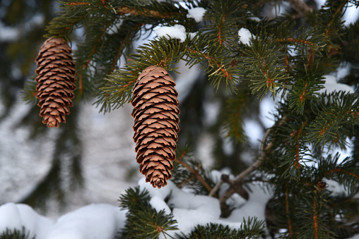 Pinecone hanging on a pine tree branch. The image was taken in a forest near Arosa in the canton of graubuenden.