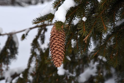 Pinecone hanging on a pine tree branch. The image was taken in a forest near Arosa in the canton of graubuenden.