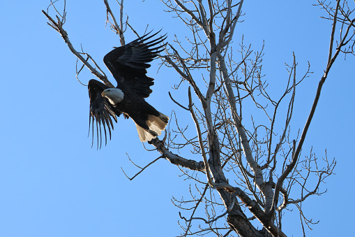 Bald Eagle taking flight from the top of a tall tree at Loess Bluffs National Wildlife Refuge. Photo taken on a bright February morning.