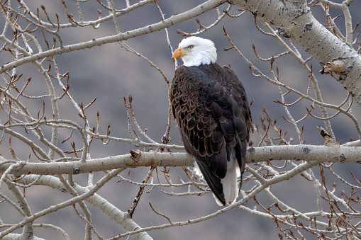 Bald Eagle perching, looking beside the Yellowstone River in Montana in western USA of North America. Nearest cities are Gardiner, Livingston, Bozeman and Billings, Montana, Salt Lake City, Utah, and Denver, Colorado.