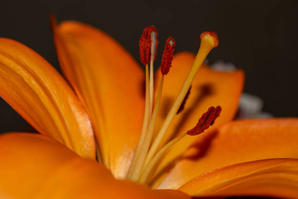 istock Stamen and Carpel of a Lilly 2036162293