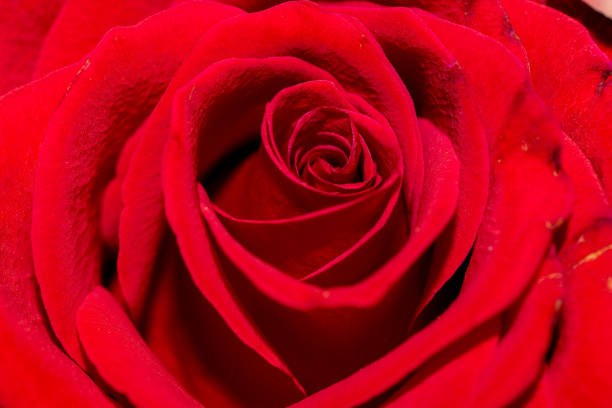 istock Close Up of a Red Rose 2036162795