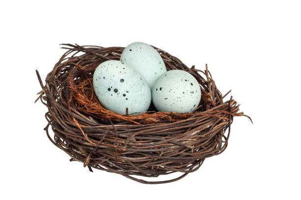 Bird nest with blue robin eggs isolated cutout on transparent