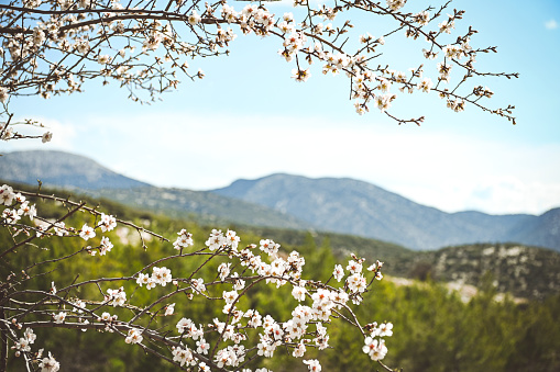 blooming spring tree against the background of mountains
