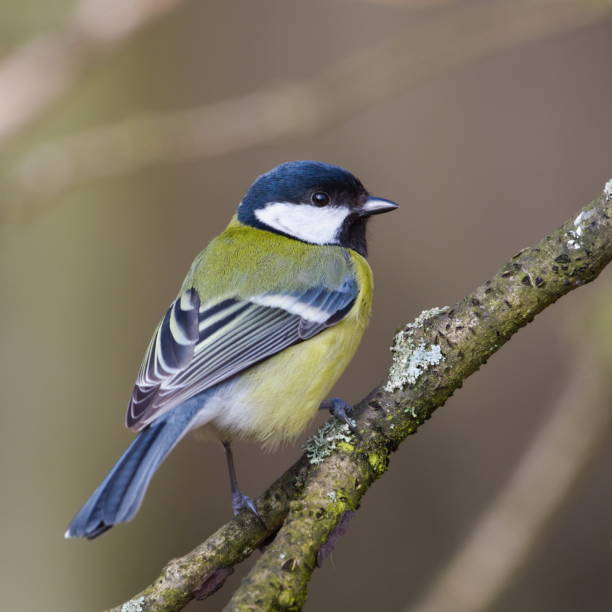 istock Parus major aka Great tit perched on the tree branch. Common bird in Czech republic. 2036183286
