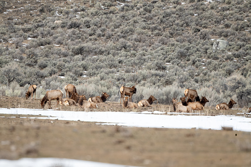 Elf herd resting in Yellowstone Ecosystem in Montana in western USA of North America. Nearest cities are Salt Lake City, Utah, Gardiner, Livingston, Bozeman and Billings Montana, Jackson, Wyoming and Denver, Colorado.