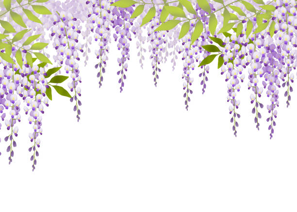 istock frame of wisteria flower with leaves 2036202571