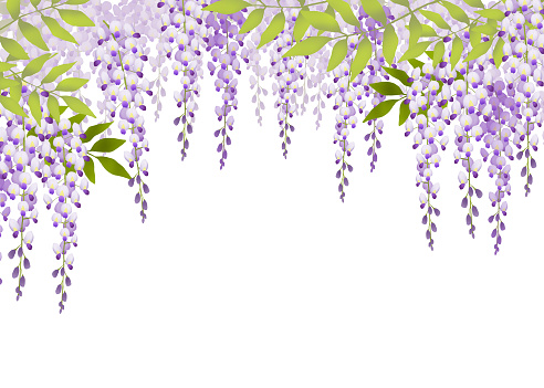 frame of wisteria flower with leaves