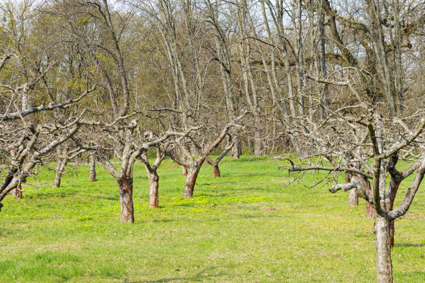 apple tree with foliage after winter, apple trees in the orchard after the snow melts in spring