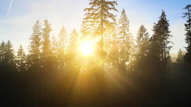 Sun beams shining in foggy pine woods at sunset with spruce trees in autumn mountains. Beautiful nature scenery