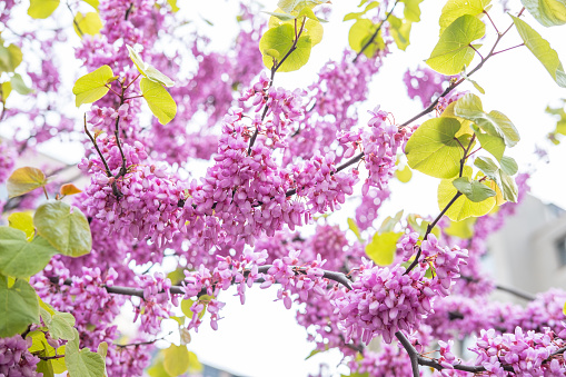 An eastern redbud tree in full bloom during springtime