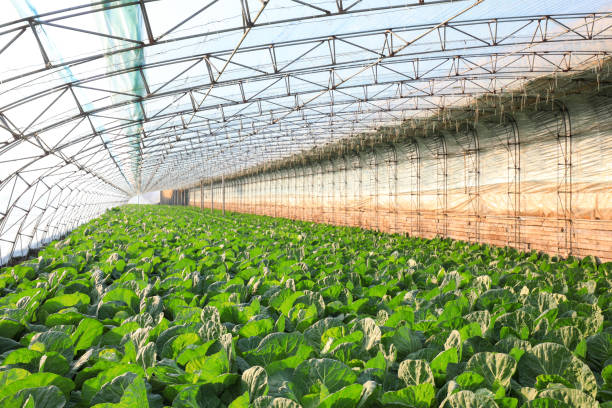 istock Turnip is in the greenhouse, North China 2036282086