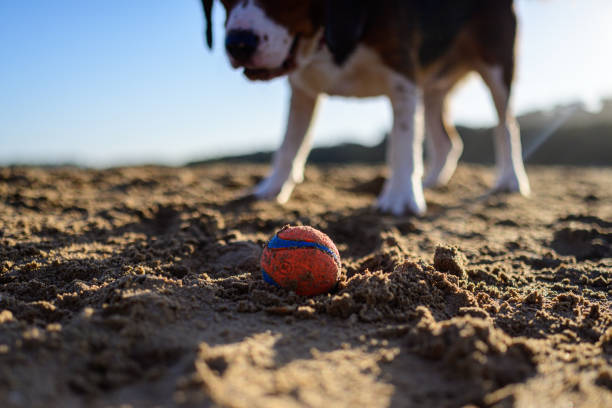 Dog eagerly waiting for its owner to throw the ball at the beach