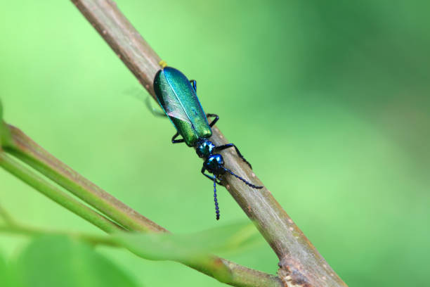 istock Coleoptera insect -- green Daphne genkwa, North China 2036315329