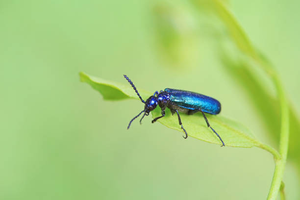 istock Coleoptera insect -- green Daphne genkwa, North China 2036315839