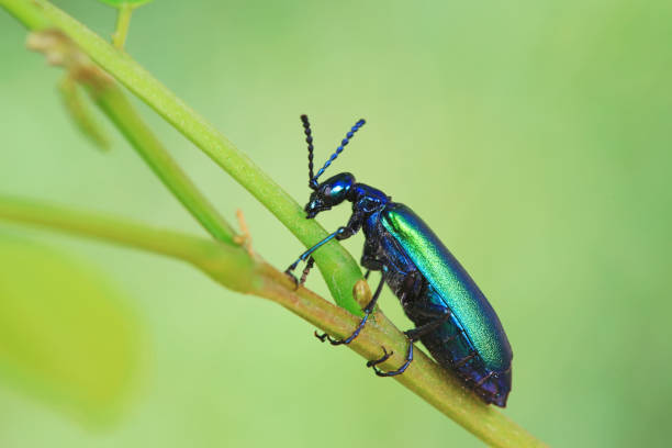 coleoptera insect -- green daphne genkwa, north china - coleoptera zdjęcia i obrazy z banku zdjęć