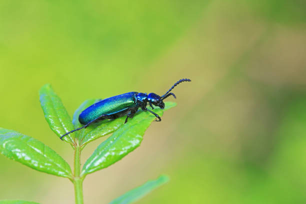 istock Coleoptera insect -- green Daphne genkwa, North China 2036315843