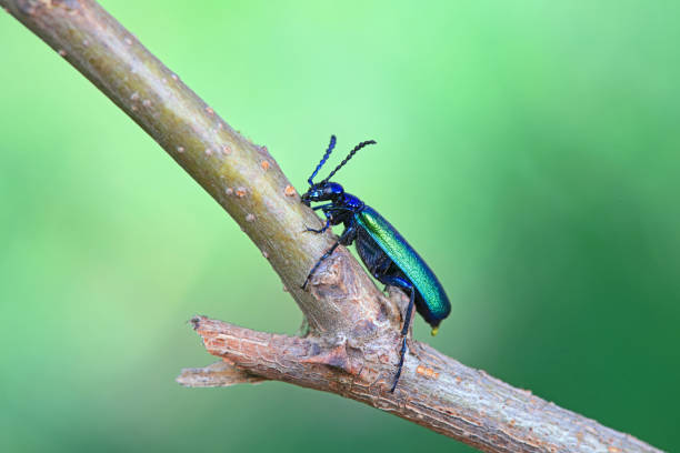 coleoptera insect -- green daphne genkwa, north china - coleoptera zdjęcia i obrazy z banku zdjęć