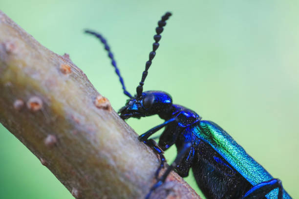 Coleoptera insect -- green Daphne genkwa, North China
