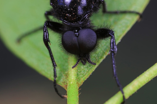 Mosquitos on wild plants, North China