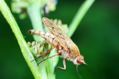 Gadfly on wild plants, North China