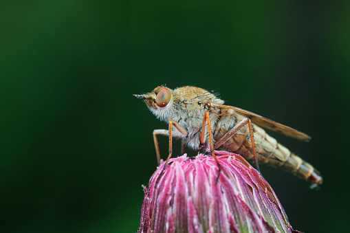 Gadfly on wild plants, North China