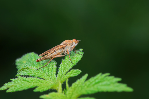 Gadfly on wild plants, North China