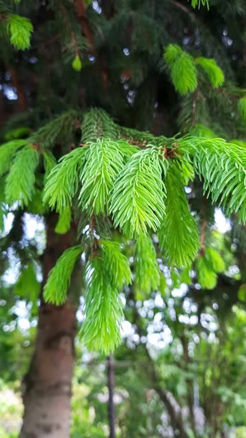 Pine branch with fresh green shoots sways in the wind.