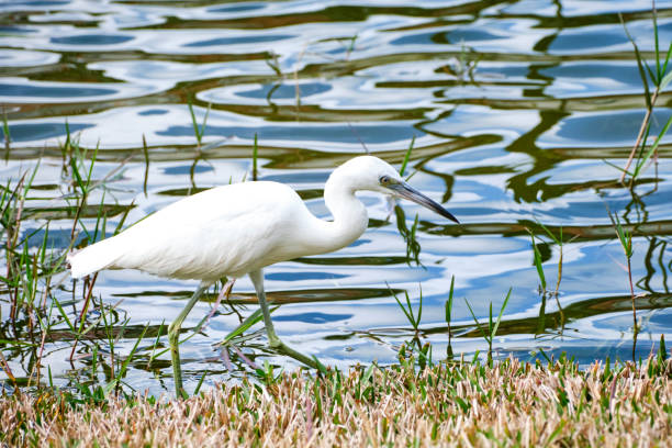 A juvenile snowy egret walks slowy along the edge of a Florida pond looking for food.