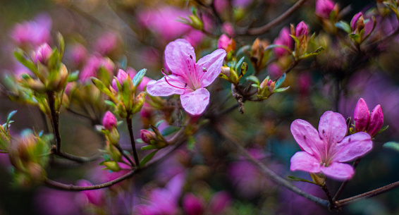 Pink flowers of spring