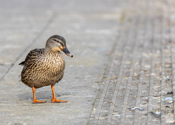 istock Female Mallard (Anas platyrhynchos) - A Graceful Presence 2036362279