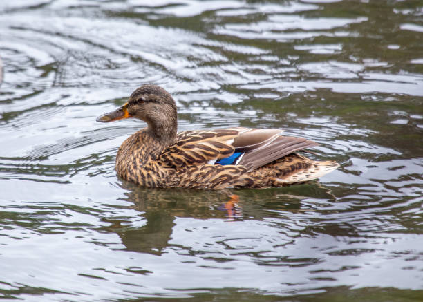 istock Female Mallard (Anas platyrhynchos) - A Graceful Presence 2036362790