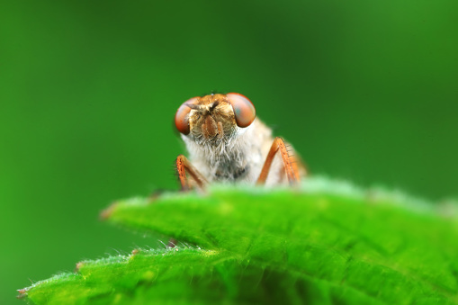 Gadfly on wild plants, North China