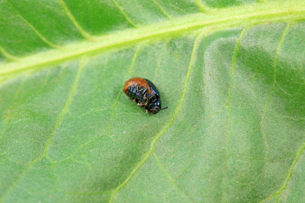 istock Leaf beetle on wild plants, North China 2036365918