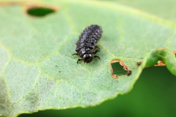 istock Ladybugs on wild plants, North China 2036366971