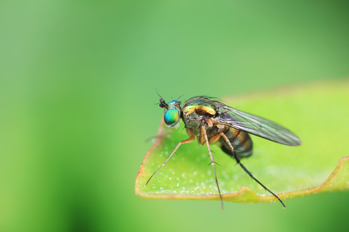 Gadfly on wild plants, North China