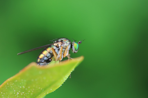 Gadfly on wild plants, North China