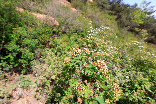 Wild Spiraea in the natural ecological environment, North China