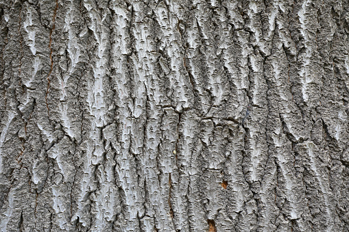 Close up of wild Paulownia bark