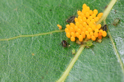 Insect eggs on wild plants, North China