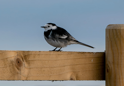 A Black-Backed Wagtail finds a perch on a rustic wooden fence