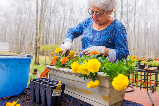 Retired woman transplanting marigolds to a larger container for better growth.