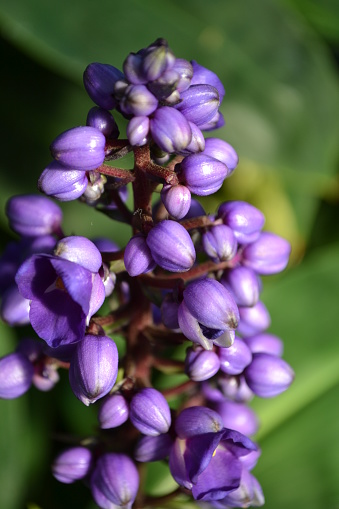 Close up of lilac fowers