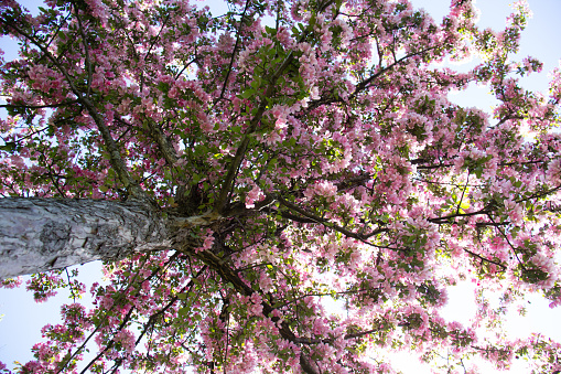 Bottom of an apple tree with blossom pink flowers on the sky