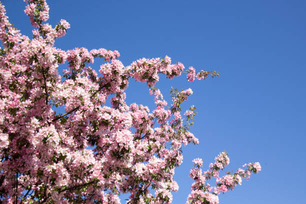 Branches of an apple tree with blossom pink flowers on the sky