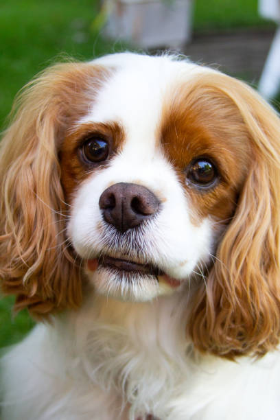 istock Portrait of a King Charles Spaniel Dog 2036429876