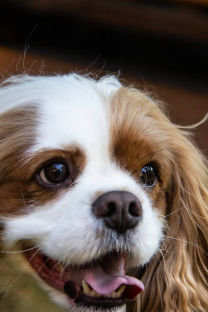 istock Portrait of a King Charles Spaniel Dog 2036430384